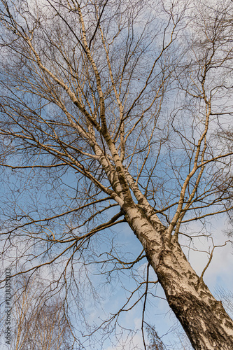 Fototapeta Naklejka Na Ścianę i Meble -  brzoza