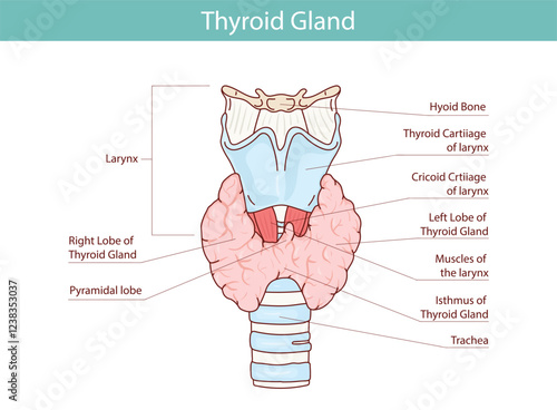 Thyroid gland vector illustration. Human endocrine system. Medical vector illustration of internal organs.