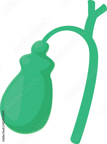 Illustration of a healthy gallbladder and cystic duct, essential organs for storing and transporting bile