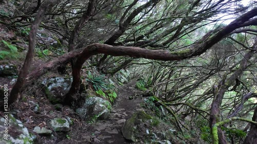 Hiker on PR6.1 Forest Trail, Surrounded by a Lush, Dark Laurel Forest, Madeira Island photo