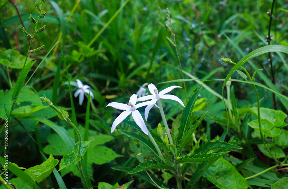 Fototapeta premium Delicate white Ki Tolod flowers blooming among lush wild grass. Wild botanical concept