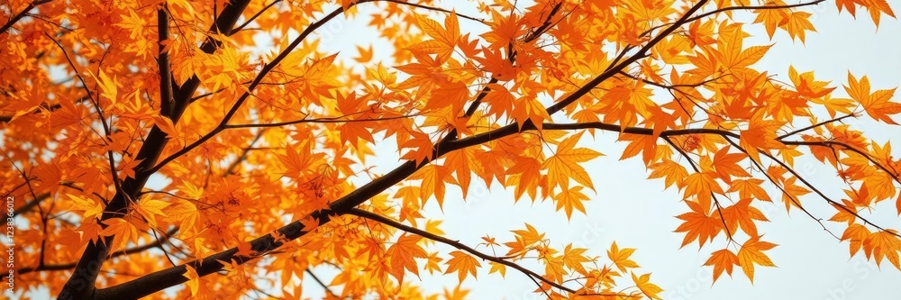 The branches of a maple tree are adorned with amber-colored leaves, foliage photography, branch details, natural scenery The branches of a maple tree are adorned with amber-colored leaves, foliage photography, branch details, natural scenery