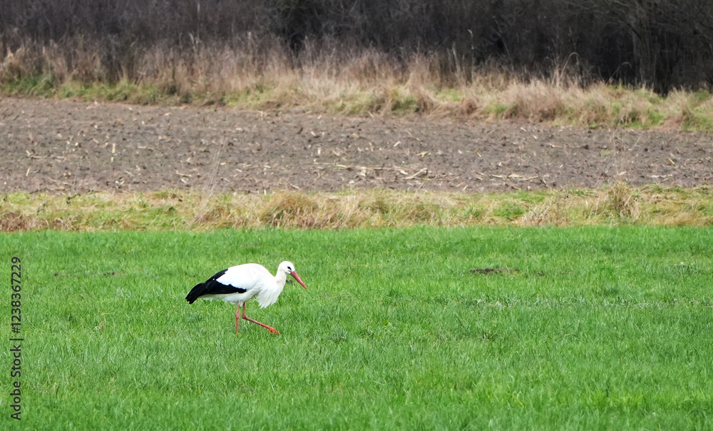 White stork (ciconia ciconia) walking on green meadow near farmland with natural background White stork (ciconia ciconia) walking on green meadow near farmland with natural background