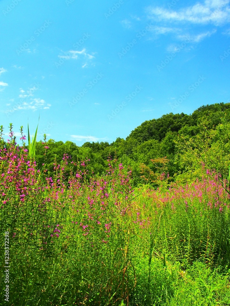 Obraz premium ミソハギの咲く夏の野原風景