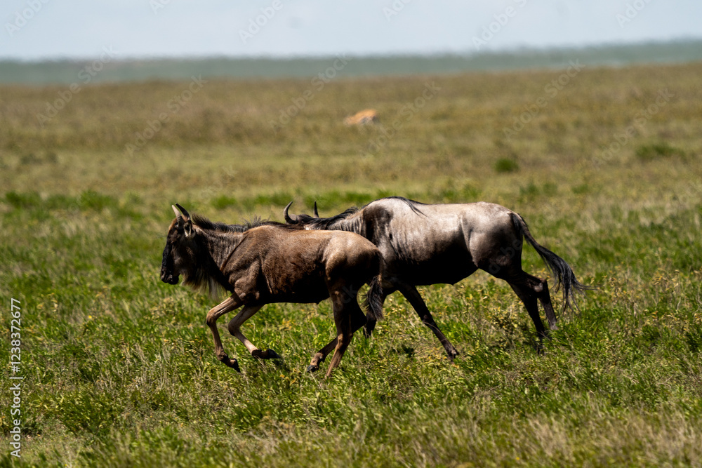 Wildebeest in the Serengeti National Park, Tanzania Wildebeest in the Serengeti National Park, Tanzania