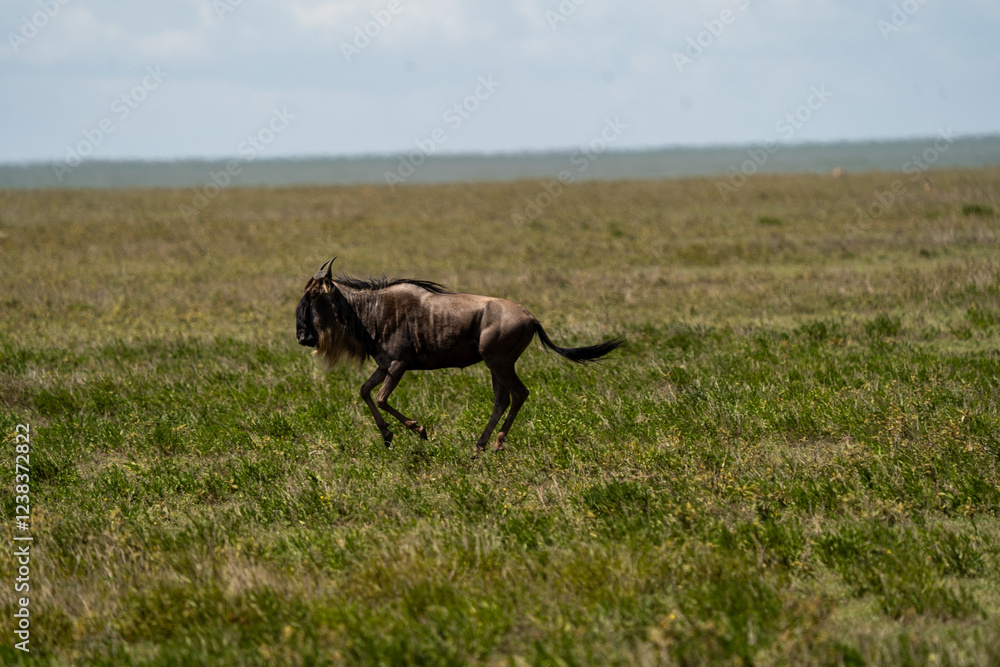 Naklejka premium Wildebeest in the Serengeti National Park, Tanzania