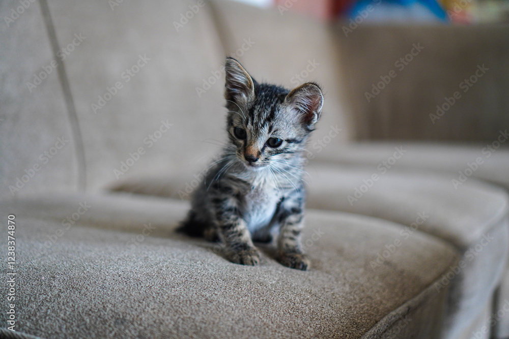 Obraz premium A tiny gray kitten sits on a beige sofa, looking adorable. Adorable Kitten on a Beige Sofa