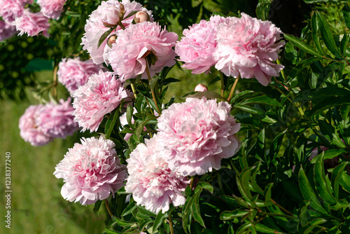 Magnificent buds of unusual soft pink peonies close-up.