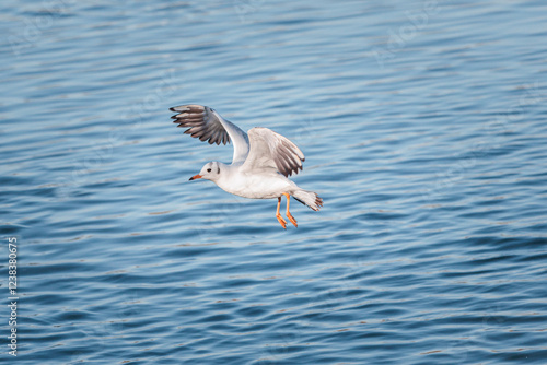 Flying gull above the lake, Dinton Pastures Country Park, reading, berkshire, south of england photo