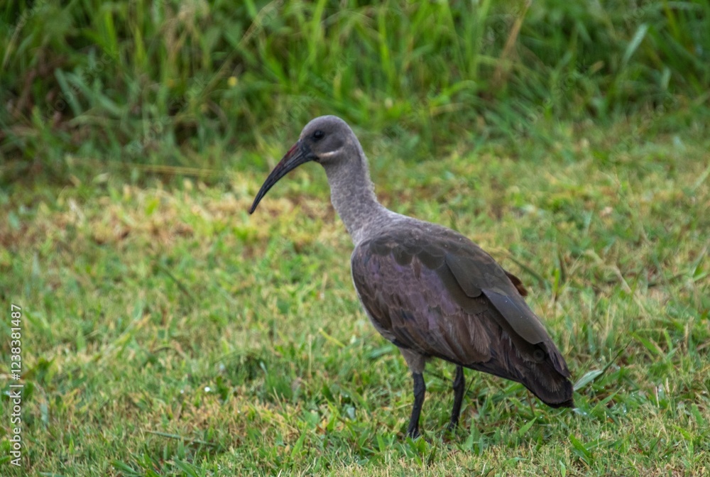 Fototapeta premium South African birds - a hadada ibis forages for prey in a grassland in the South African wild