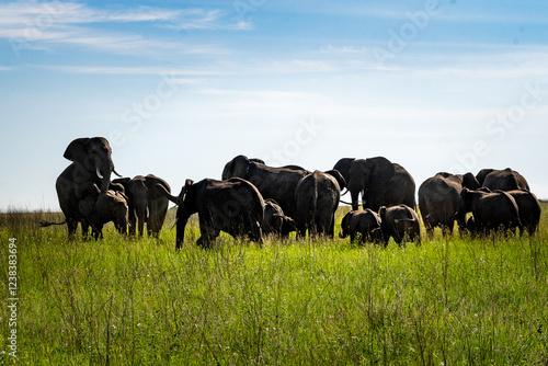 Elephant Herd Interacting in the Wild photo