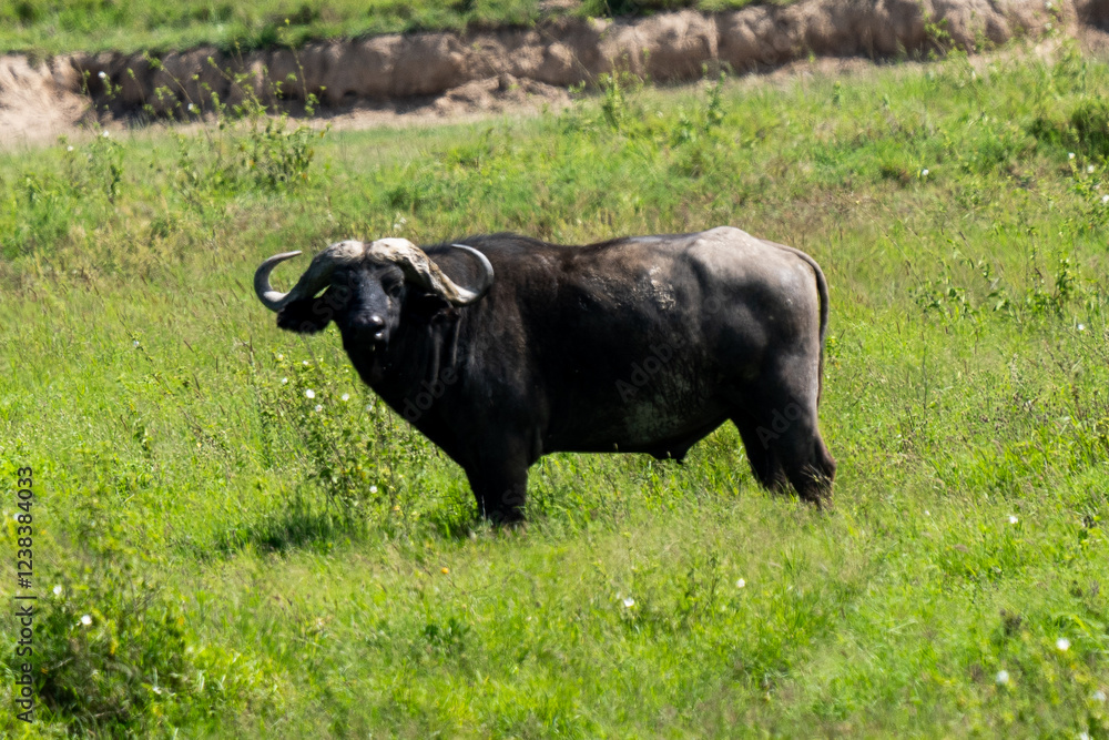 African Buffalo Standing in the Green Grasslands African Buffalo Standing in the Green Grasslands