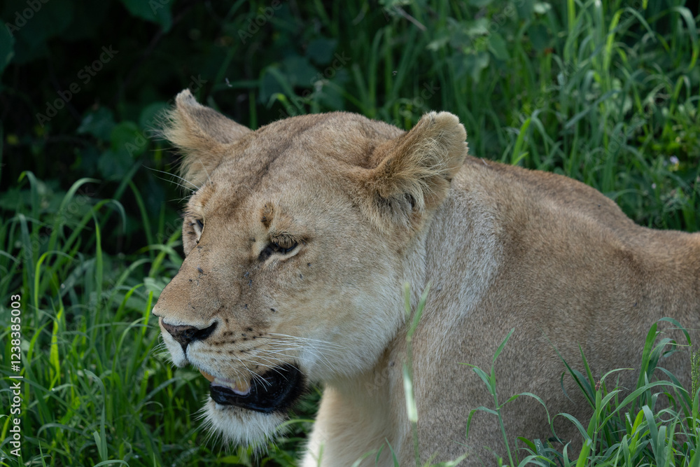 Lioness Resting in Lush Green Grass Lioness Resting in Lush Green Grass