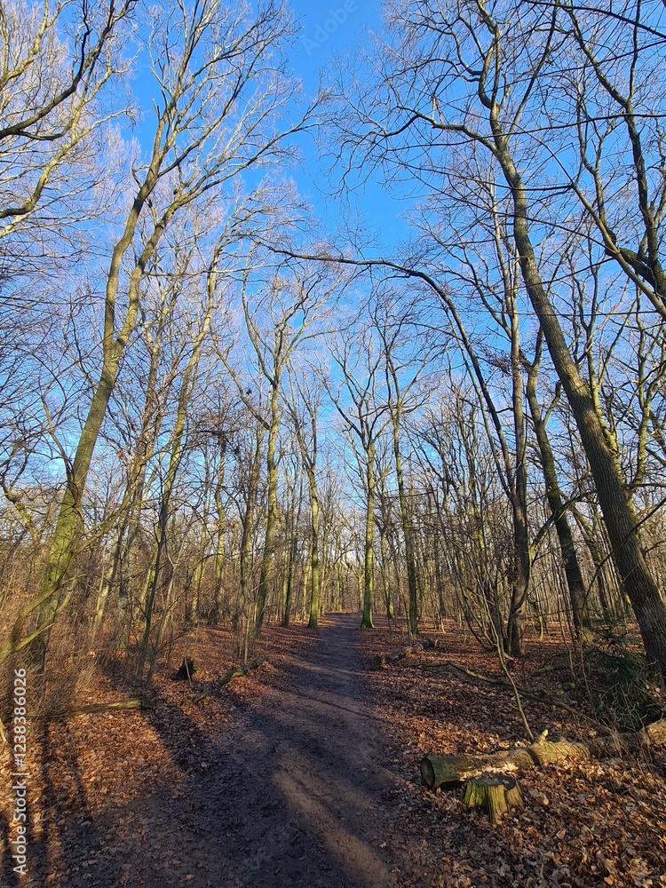 Beautiful Plänterwald Forest in Winter Season, With Clear Blue Sky, in Berlin Treptow Beautiful Plänterwald Forest in Winter Season, With Clear Blue Sky, in Berlin Treptow