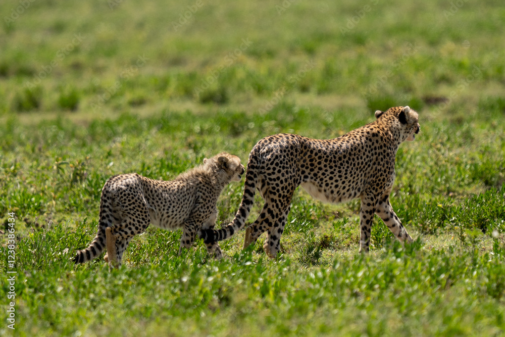Obraz premium Cheetah Cub Following Its Mother in the Wild