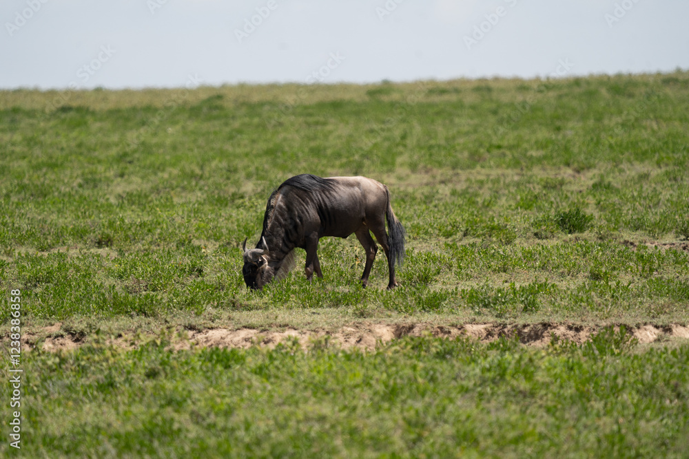 Fototapeta premium Wildebeest Grazing in the Grasslands