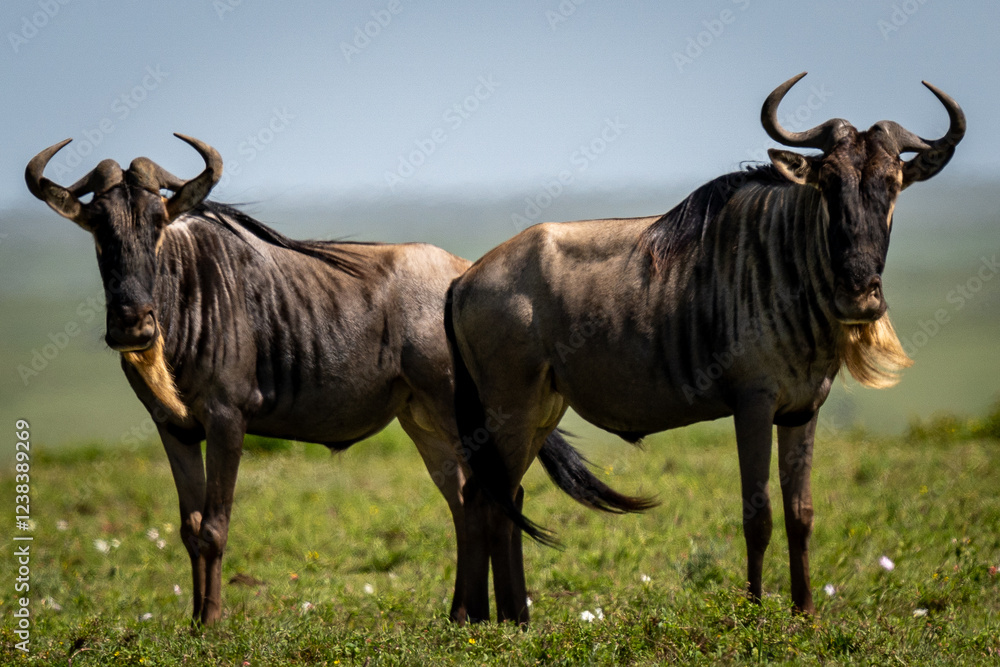 Two Wildebeest Standing in the African Grasslands Two Wildebeest Standing in the African Grasslands