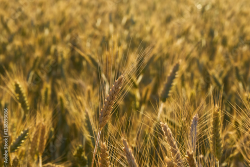 Ears of wheat from a cereal field in Andalusia. Spain