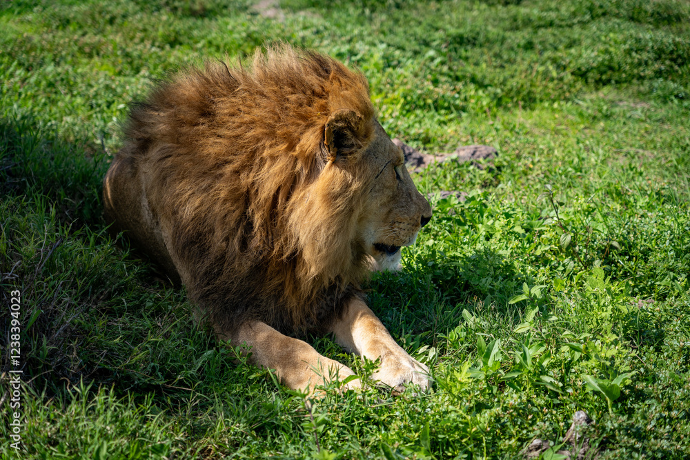 Naklejka premium Lion Resting in the Grassland