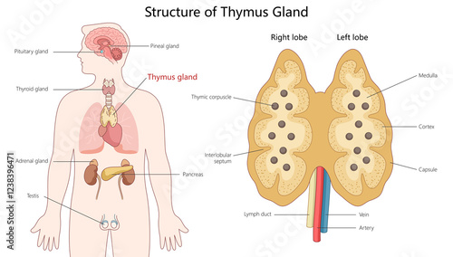 Photos thymus gland showing its anatomy, including lobes, cortex, medulla, and its location within the human body diagram hand drawn schematic raster illustration