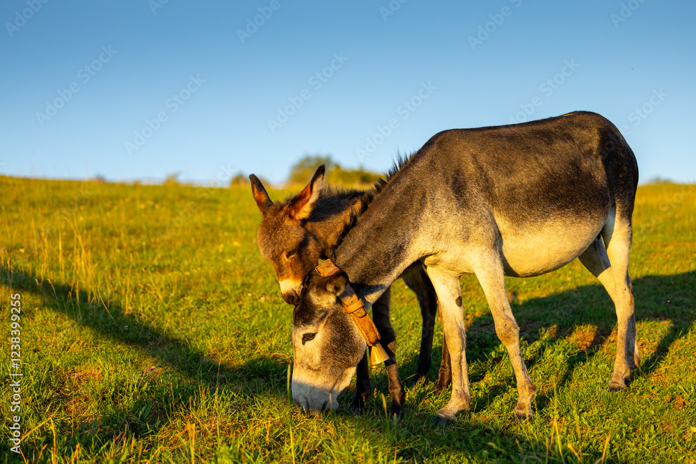 Farm animals. Donkey at farm. A mother donkey and her foal grazing together in a sunlit meadow, capturing a tender moment of rural life.