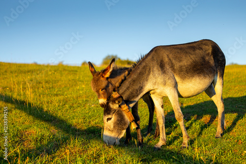 Farm animals. Donkey at farm. A mother donkey and her foal grazing together in a sunlit meadow, capturing a tender moment of rural life.