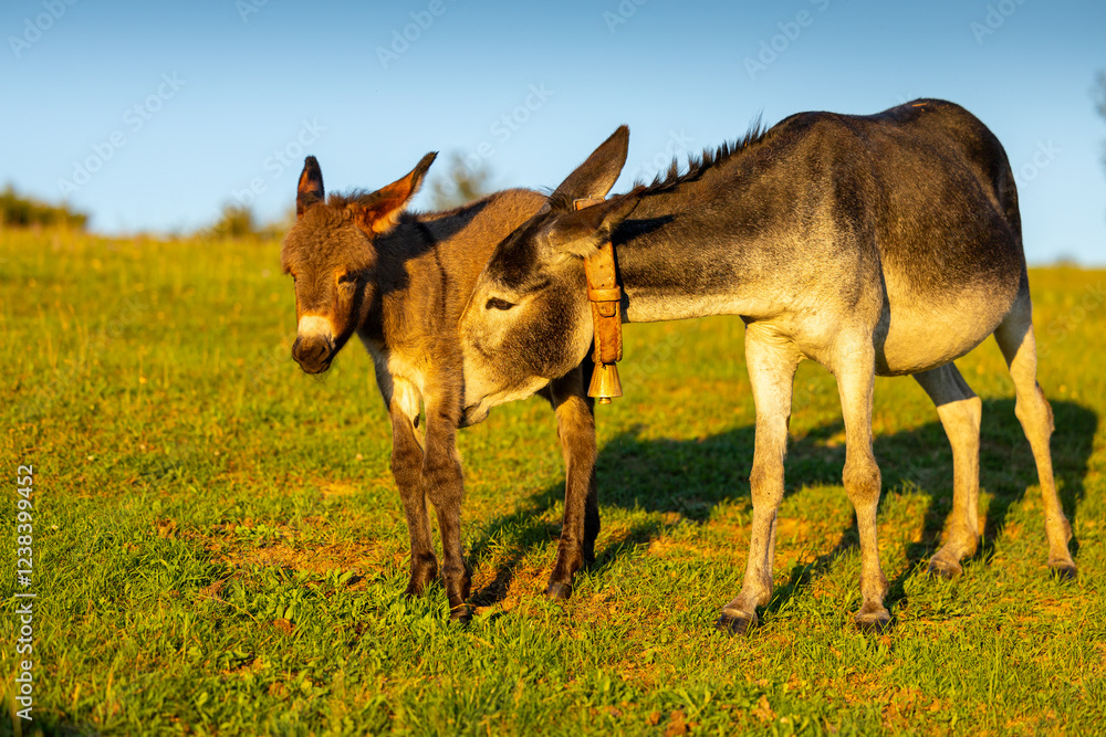 A mother donkey and her foal grazing together in a sunlit meadow, capturing a tender moment of rural life. Farming animals. Donkey at farm. A mother donkey and her foal grazing together in a sunlit meadow, capturing a tender moment of rural life. Farming animals. Donkey at farm.