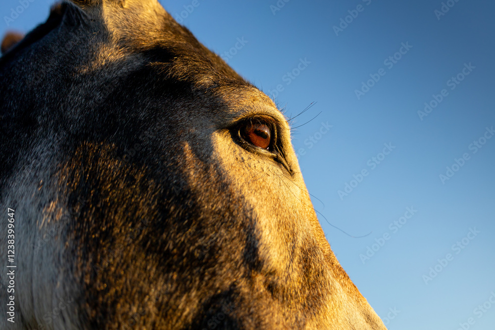 Close-up of a donkey eye in golden sunlight, showcasing the intricate details of the animal’s features. Farm animals.