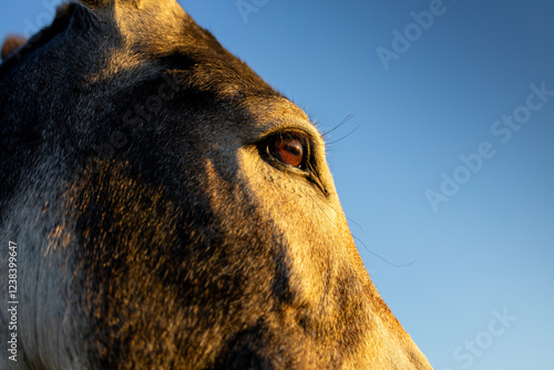 Obraz na płótnie Close-up of a donkey eye in golden sunlight, showcasing the intricate details of the animal’s features. Farm animals. w salonie