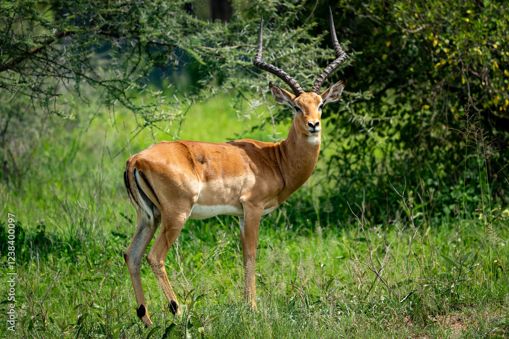 Graceful Impala in the Serengeti Grasslands Graceful Impala in the Serengeti Grasslands