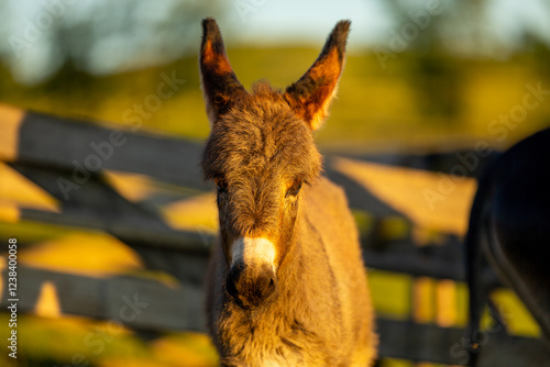 Obraz na płótnie Portrait of a baby donkey standing near a rustic wooden fence, basking in warm sunlight, embodying innocence and charm. Farming animals. Donkey at farm. w salonie