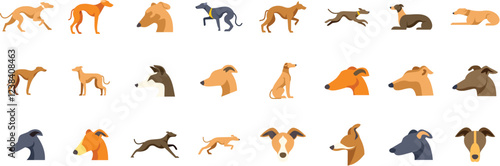 Collection of italian greyhounds running, posing and sitting in various positions and colors