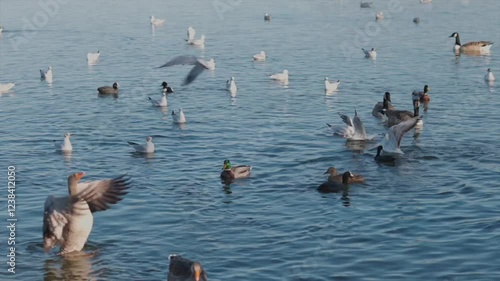 Group of birds, gull and goose playing around in the Black Swan Lake, Dinton Pastures Country Park, Berkshire, England photo