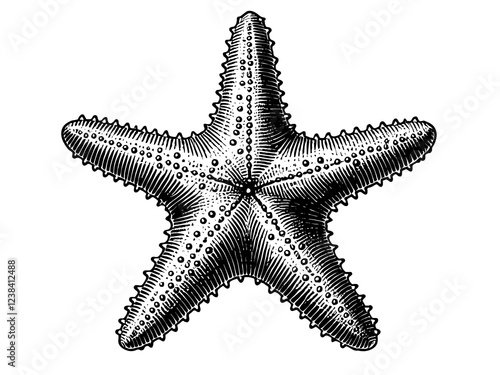 starfish, showcasing intricate texture and symmetry, symbolizing marine life and ocean beauty sketch engraving generative ai PNG illustration. Scratch board imitation. Black and white image.
