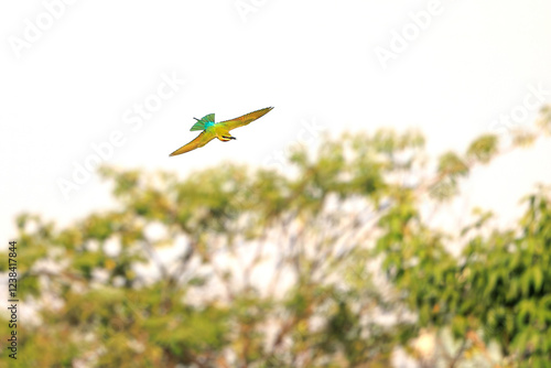 Blue-tailed Bee-eater, Merops philippinus, flying in forest park, richly coloured, slender bird, green overall, blue tail, thin black mask, brown throat, bird spreads wings, insect prey in bird mount photo