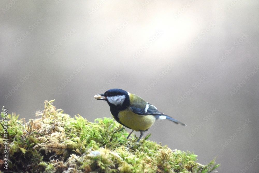 Obraz premium cinciallegra