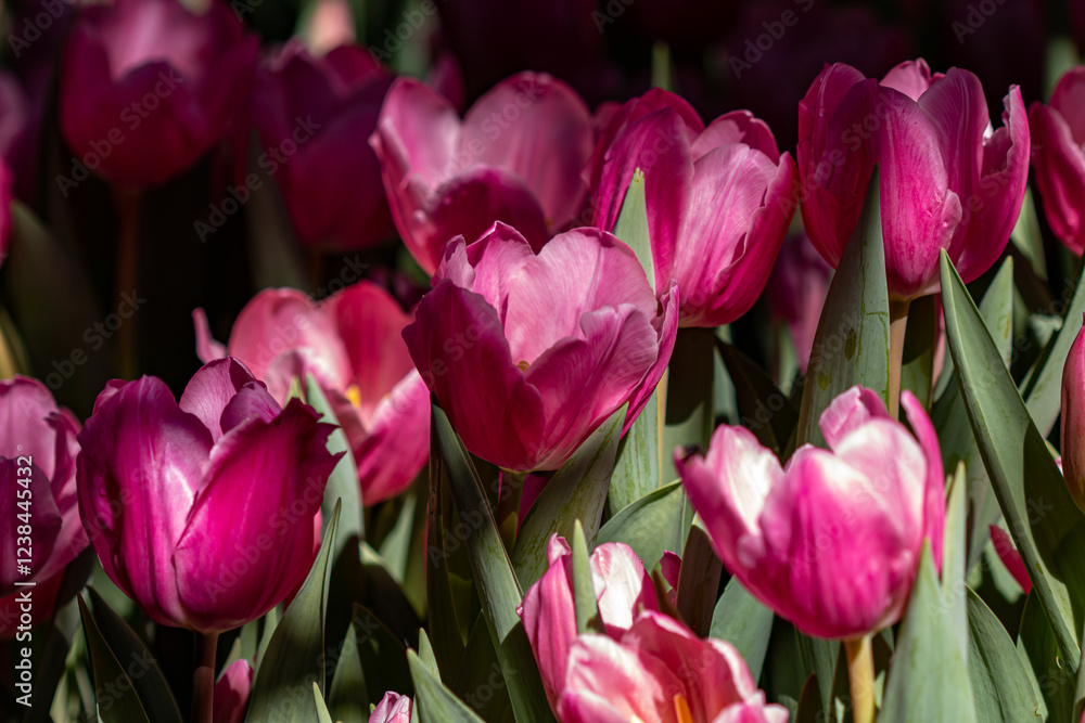 Obraz premium Flowers in the Moment of Love