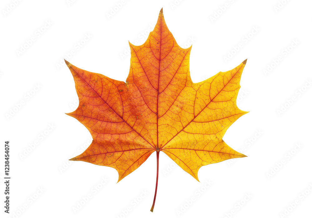 Autumn maple leaf with vibrant red and yellow tones, isolated on white background Autumn maple leaf with vibrant red and yellow tones, isolated on white background
