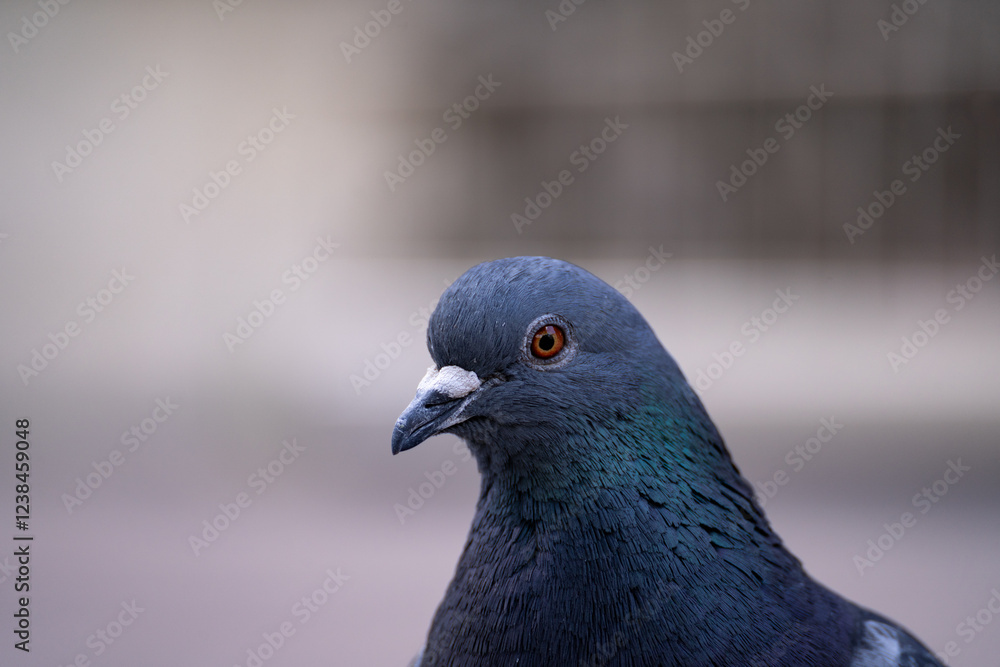 Pigeon birds in Krakow, Poland. Common pigeons or dove, domestic bird. Pigeon birds in Krakow, Poland. Common pigeons or dove, domestic bird.