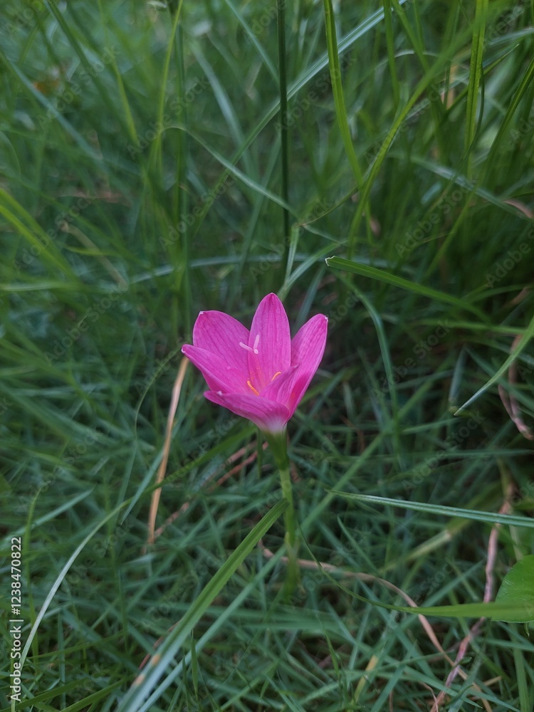 Pink lilies symbolize tenderness, beauty and gratitude. The soft pink color of these flowers creates a romantic and pleasant atmosphere. Pink lilies symbolize tenderness, beauty and gratitude. The soft pink color of these flowers creates a romantic and pleasant atmosphere.