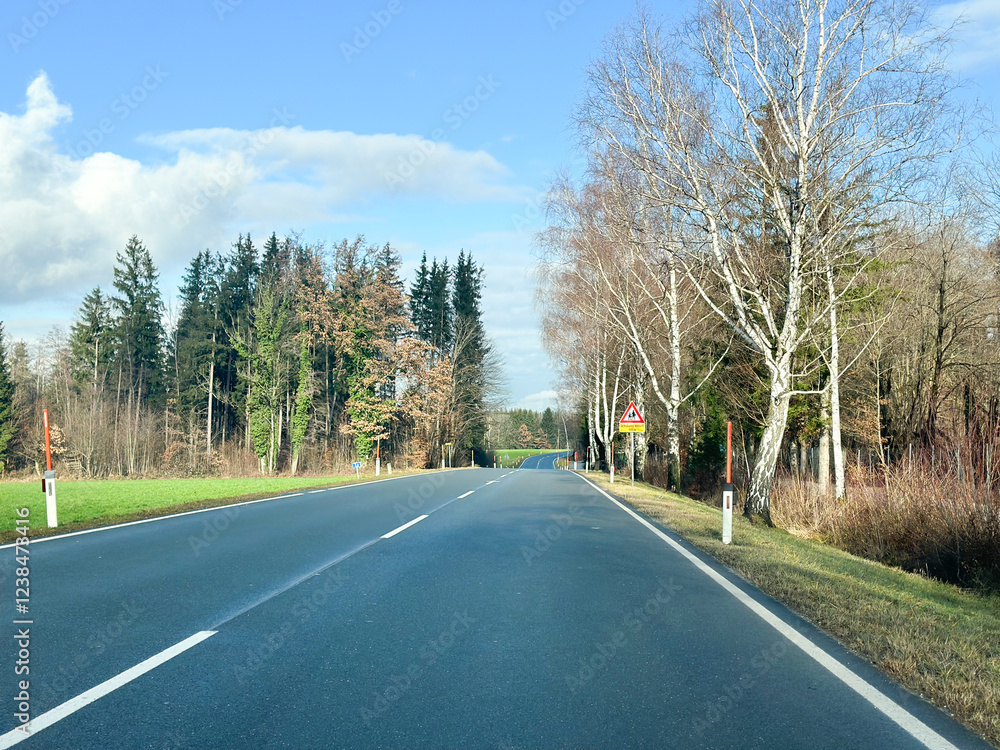 Fototapeta premium Sunny rural road flanked by birch trees and evergreen forest,