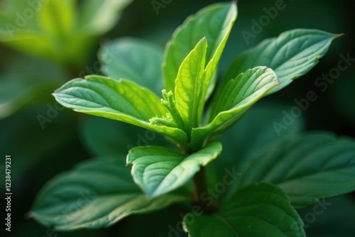 delicate zahter thymbra spicata leaves unfolding, garden, spicata photo