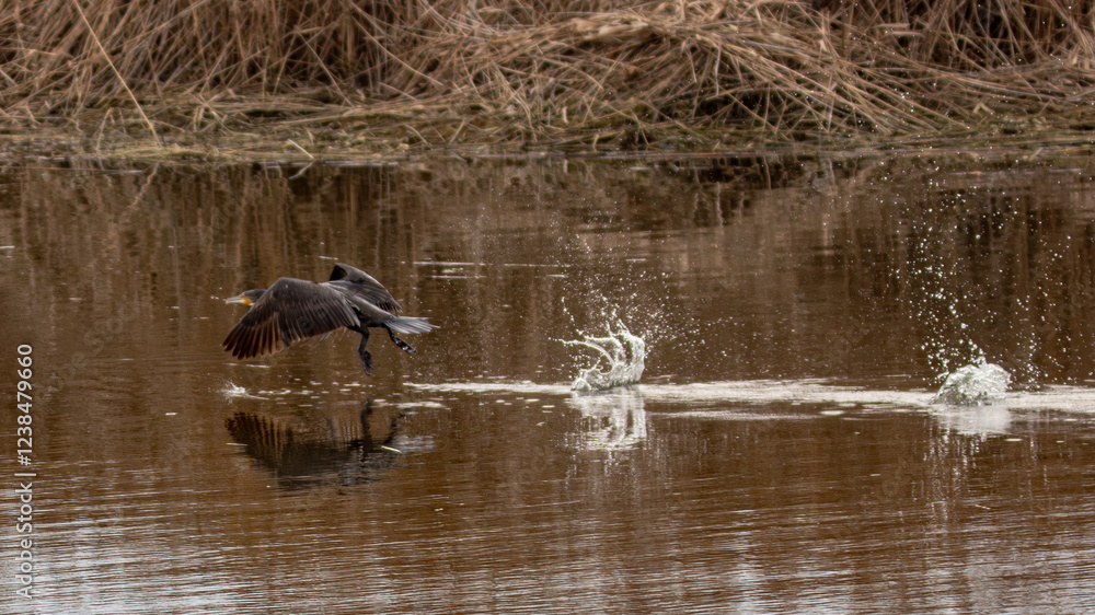 Great black cormorant taking off from the water Great black cormorant taking off from the water
