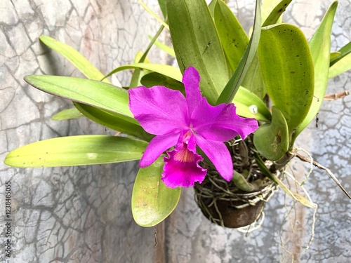 Close up of Cattleya Mantini, one type of the orchid or Orchidaceae. Beautiful purple flower that bloom in the garden photo