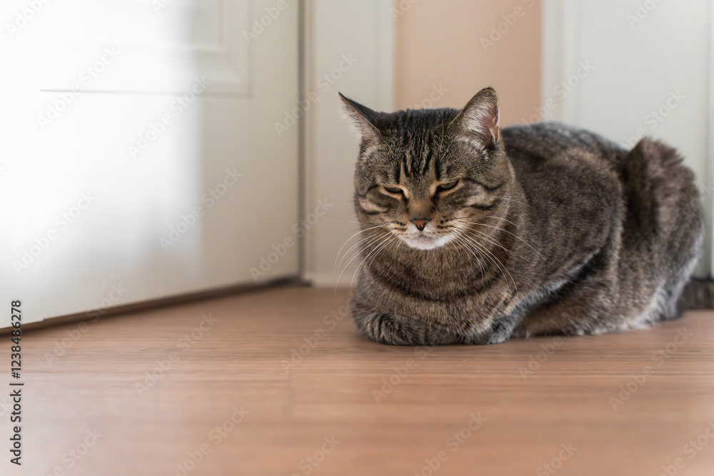 A close-up of a tabby cat, sleeping on the floor in a cozy indoor environment. The soft lighting and shallow depth of field emphasize the cat's calm and curious demeanor. A close-up of a tabby cat, sleeping on the floor in a cozy indoor environment. The soft lighting and shallow depth of field emphasize the cat's calm and curious demeanor.