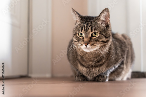 Wallpaper Mural A close-up of a tabby cat with green eyes, lying on the floor in a cozy indoor environment. The soft lighting and shallow depth of field emphasize the cat's calm and curious demeanor. Torontodigital.ca
