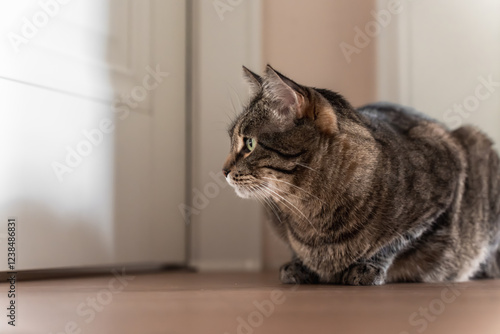 Wallpaper Mural tabby cat on the floor in a cozy indoor environment  Torontodigital.ca