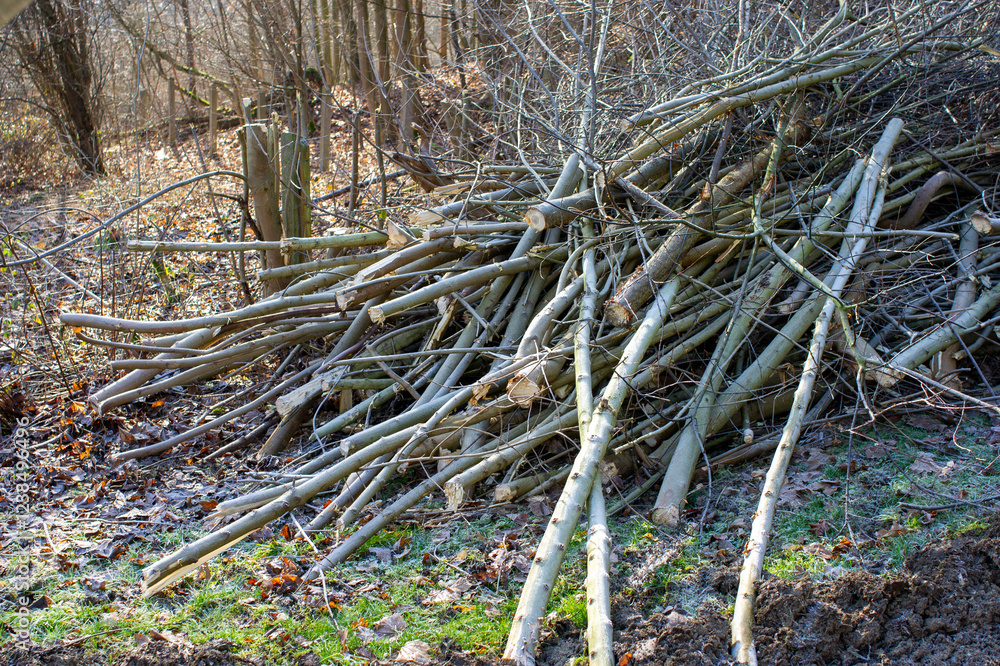 Pruning shrubs in winter gardening in the park