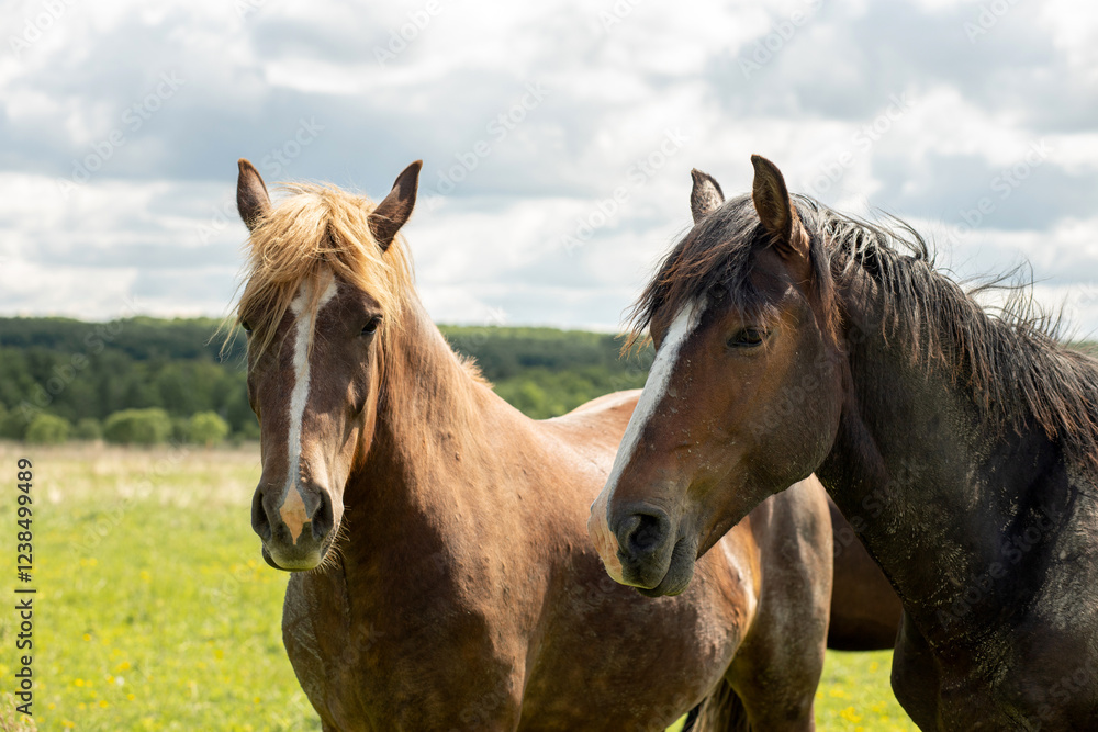Two brown horses are standing in a meadow on a sunny day. Close-up. Front view. Two brown horses are standing in a meadow on a sunny day. Close-up. Front view.
