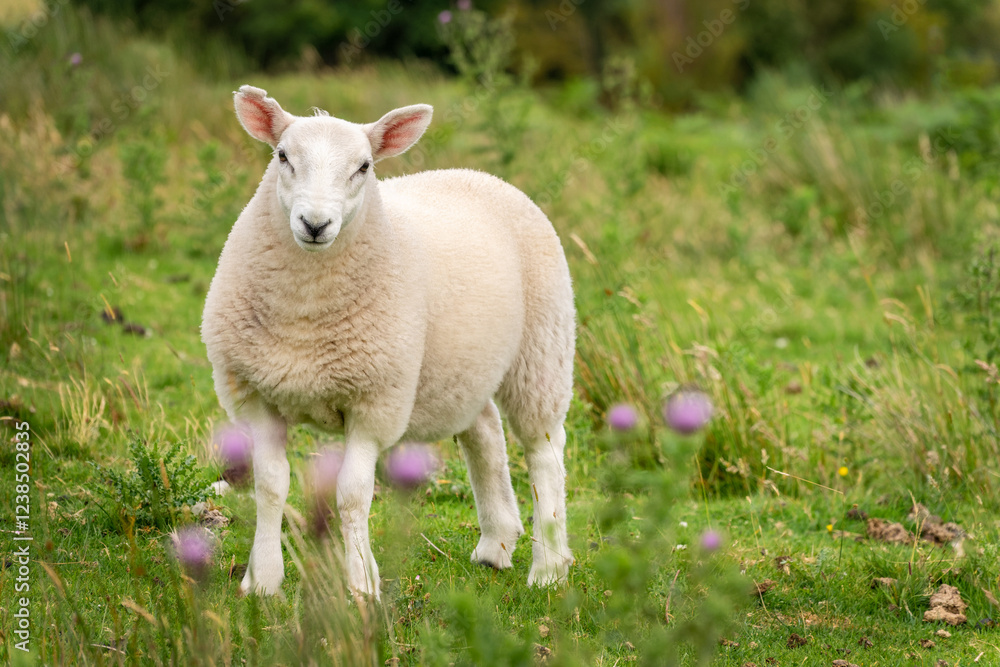 Portrait of a curious young sheep in a meadow with thistles in the Highlands, Scotland, UK Portrait of a curious young sheep in a meadow with thistles in the Highlands, Scotland, UK